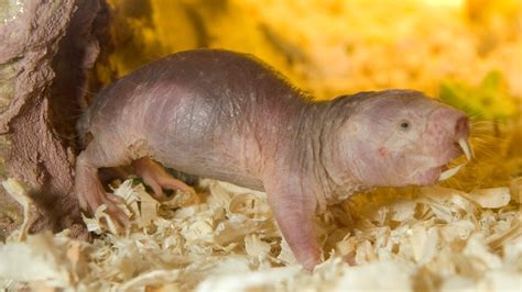 naked mole rat live cam|Naked Mole Rats 